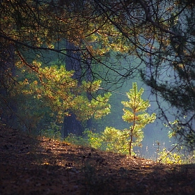 Утренний лес | Фотограф Сергей Шляга | foto.by фото.бай