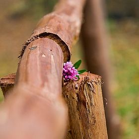 в осеннем лесу есть частичка лета | Фотограф Павел Воронов | foto.by фото.бай