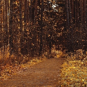 фотограф Дарья Крук. Фотография "В осеннем лесу"
