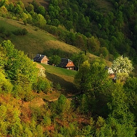 фотограф Ольга Коваленкова. Фотография "Хутор с цветущим деревом"