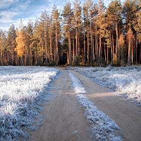 Иней на траве | Фотограф Сергей Шабуневич | foto.by фото.бай