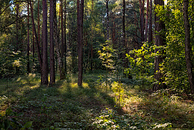В лесу | Фотограф Сергей Шабуневич | foto.by фото.бай