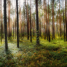 В солнечном лесу | Фотограф Сергей Шабуневич | foto.by фото.бай
