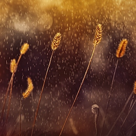 Золотой дождь | Фотограф Лариса Пашкевич | foto.by фото.бай