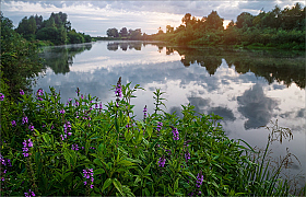 Цветы у реки | Фотограф Александр Шатохин | foto.by фото.бай