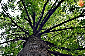 Дерево | Фотограф Дмитрий Шмаков | foto.by фото.бай
