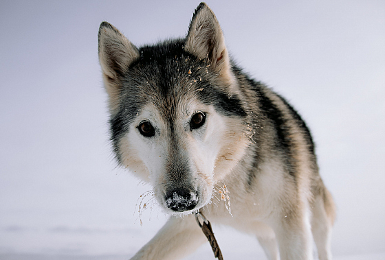 Фотограф Дмитрий Гусалов, фотография добавлена 18.02.2026