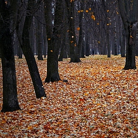 Диагональная осень | Фотограф Anton mrSpoke | foto.by фото.бай
