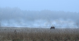 Мистический туман | Фотограф Siarhei Lipchyk | foto.by фото.бай