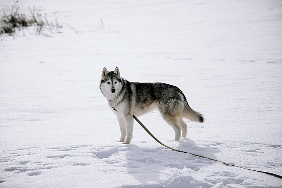 Фотограф Дмитрий Гусалов, фотография добавлена 18.02.2026