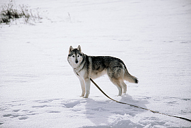 Работа фотографа Дмитрий Гусалов