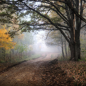 Туман и осень | Фотограф Сергей Шабуневич | foto.by фото.бай