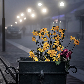 Цветы запоздалые | Фотограф Александр Шатохин | foto.by фото.бай