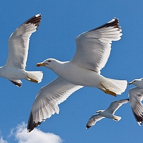 фотограф Андрей Рыбачук. Фотография "Летят чайки"