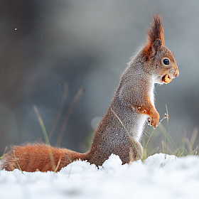 Вавёрка | Фотограф Александр Тарасевич | foto.by фото.бай