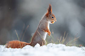 Вавёрка | foto.by фото.бай