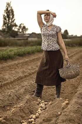 Картофельный марафон | Фотограф Яўген Sagin | foto.by фото.бай