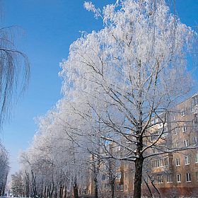 фотограф Александр Архипов. Фотография "Иней на бульваре."