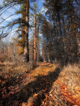 Осенний лес | Фотограф Сергей Шабуневич | foto.by фото.бай