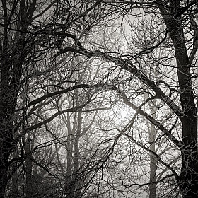 фотограф Андрей Дыдыкин. Фотография "Зимние оттенки серого"