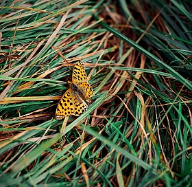 В траве сидел "леопард" | Фотограф Татьяна Любавина | foto.by фото.бай