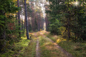 Про солнечный лес | Фотограф Сергей Шабуневич | foto.by фото.бай