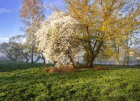 Весна | Фотограф Сергей Шабуневич | foto.by фото.бай