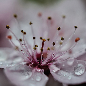 фотограф Igor Gomelskyy. Фотография "цветы"