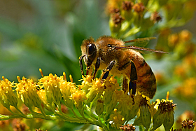 Пчёлка | Фотограф Ihar Karneichuk | foto.by фото.бай