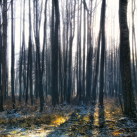 фотограф Стас Аврамчик. Фотография "Утро в лесу"