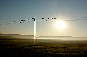 Снова птицы в стаи собираются. | Фотограф Сергей Тарасюк | foto.by фото.бай