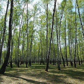 Здравствуй Весенний Лес! | Фотограф Александр Чиж | foto.by фото.бай