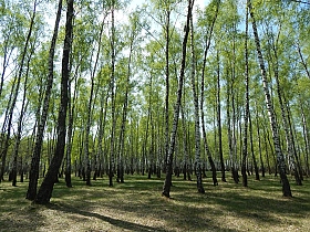Здравствуй Весенний Лес! | Фотограф Александр Чиж | foto.by фото.бай