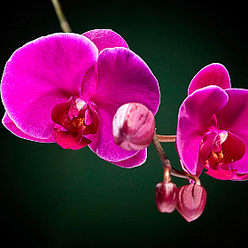 Орхидея | Фотограф Кирилл Подобед | foto.by фото.бай