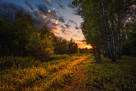 закат в лесу | Фотограф Виталий Полуэктов | foto.by фото.бай