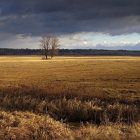 Дерево в поле | Фотограф Сергей Шляга | foto.by фото.бай