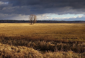 Дерево в поле | Фотограф Сергей Шляга | foto.by фото.бай