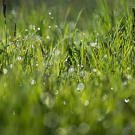 Трава у дома | Фотограф Валерий Талако | foto.by фото.бай