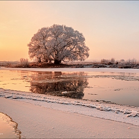Рассвет и одинокое дерево. | Фотограф Юрий Купреев | foto.by фото.бай