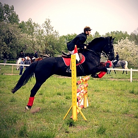 фотограф Olga Bayanskaya. Фотография "конный спорт"