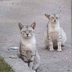 фотограф Елена Ситник. Фотография "кот- разбойник и его подруга. "