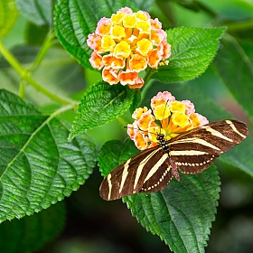 Бабочка | Фотограф Alex Bondarenko | foto.by фото.бай