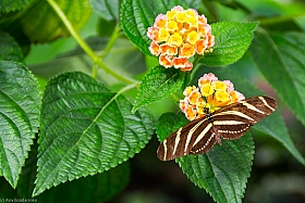Бабочка | Фотограф Alex Bondarenko | foto.by фото.бай