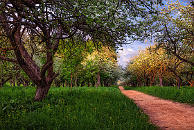 В весеннем саду | Фотограф Сергей Шабуневич | foto.by фото.бай