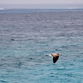 фотограф Анастасия Бавтрушко. Фотография "Карибское море"