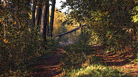 Утро в осеннем лесу | Фотограф Сергей Шабуневич | foto.by фото.бай