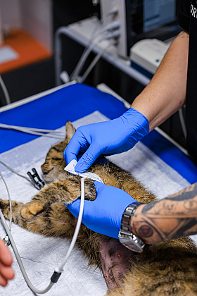 Работа фотографа Михаил и Елизавета Лукашевич