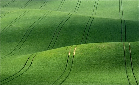 / Green velvet / | Фотограф Влад Соколовский | foto.by фото.бай