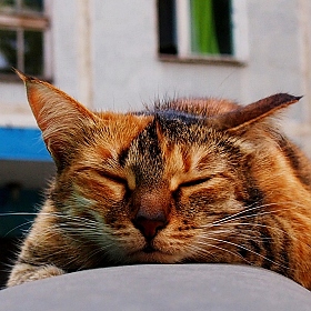 Альбом "Общий" | Фотограф ирина милонова | foto.by фото.бай