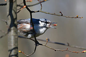 *** | Фотограф Ihar Karneichuk | foto.by фото.бай